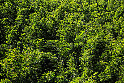 山,竹林,植被