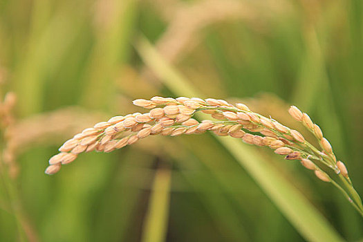 黑龙江,同江县种植的水稻田