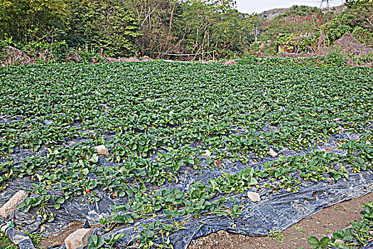 草莓,农场,香港