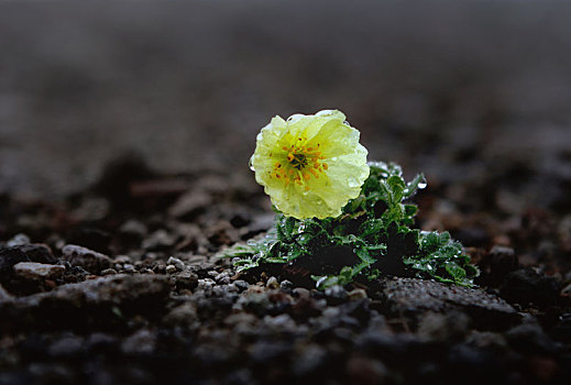 苔原黄花