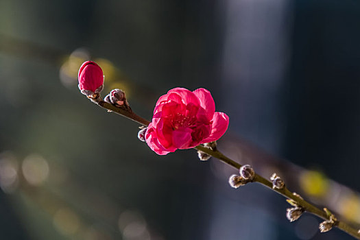 蔷薇植物门生态花卉粉色桃花特写