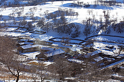 承德,坝上,草原,雪景,冬天,寒冷,树林,白桦树,原野,宽阔,开阔,白色,阳光,北国风光,牧场,冷清,安静,寂寞,睡