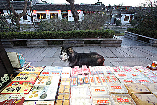 西塘,古镇,建筑,胡同,河道,旅游,热闹,房子,客栈,酒吧,商店,小吃,店铺,招牌,幌子,繁华,狗