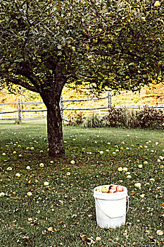 苹果树,围绕,秋天,苹果,桶,满,前景
