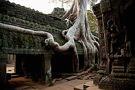 树,塔普伦寺,吴哥窟,柬埔寨