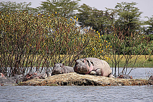 肯尼亚非洲河马