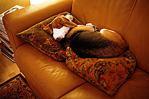 小猎犬,狗,睡觉,皮沙发
