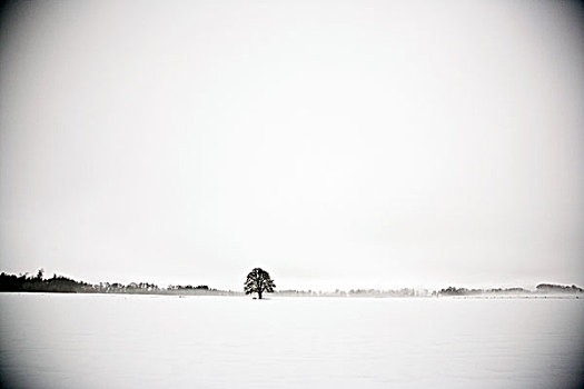 孤木,雪地