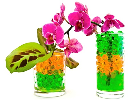 兰花,植物,玻璃