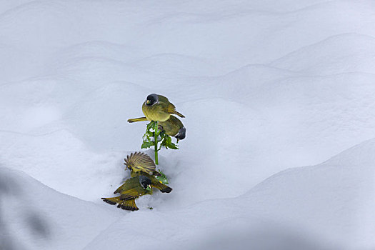 绿鹦嘴鹎雪地觅食栖息