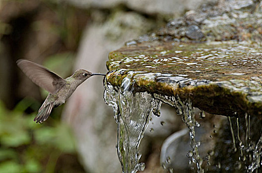 蜂鸟,饮用水,悬空,秘鲁