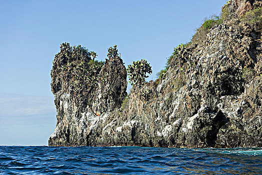 火山岩,悬崖,繁茂,加拉帕戈斯,仙人果,仙人掌,圣萨尔瓦多,岛屿,加拉帕戈斯群岛,厄瓜多尔,南美