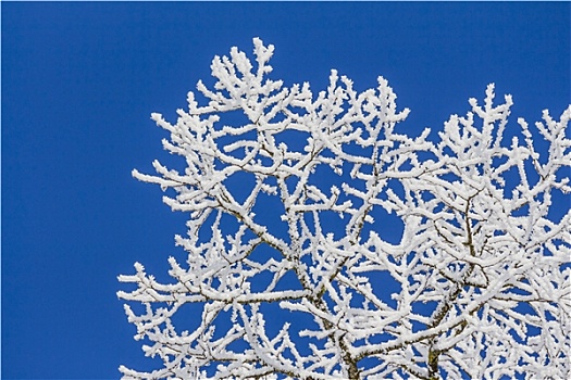 白色,冬日奇景,蓝天,特写,枝条