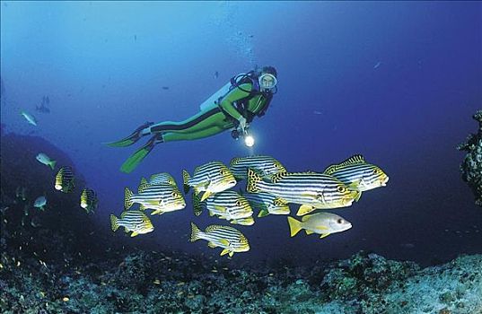 珊瑚鱼,鱼,海洋生物,海洋,印度尼西亚,马来西亚,印度洋,水下,潜水,探险,假日,动物