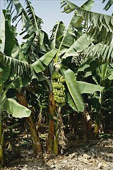 香蕉,种植园,展示,成熟,水果,串,种植,热带
