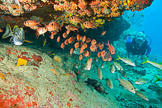 潜水,靠近,悬垂,鳂,羊鱼,维京果岛,岛屿,英属维京群岛,加勒比