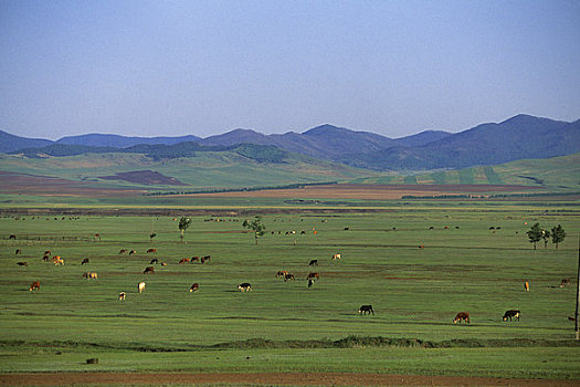 蒙古,靠近,乌兰巴托,牛