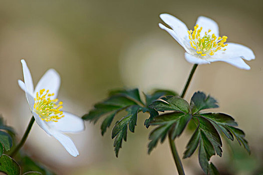 五叶银莲花,银莲花属,下萨克森,德国,欧洲