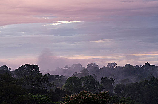 雨林,黎明,国家公园,亚马逊河,厄瓜多尔