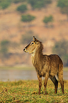 普通,水羚,母牛,岛屿,乔贝,河,乔贝国家公园,博茨瓦纳,非洲