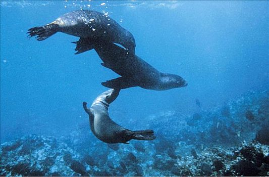 加拉帕戈斯,加州海狮,哺乳动物,海洋,加拉帕戈斯群岛,厄瓜多尔,南美,海洋生物,动物