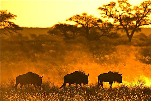 牧群,角马,日落,卡拉哈里沙漠,南非,非洲