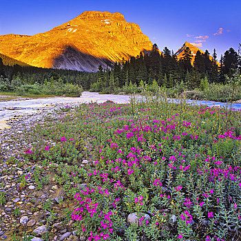 野花,溪流,冰原大道,班芙国家公园,艾伯塔省,加拿大
