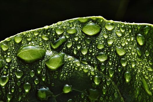 夏威夷,夏威夷大岛,雨滴,叶子