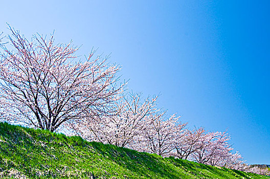 线条,树