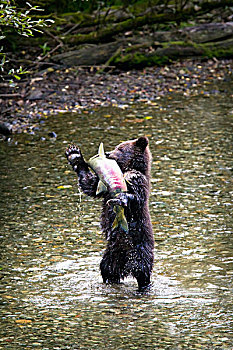 大灰熊,幼兽,站立,后腿,抓住,阿拉斯加,美国