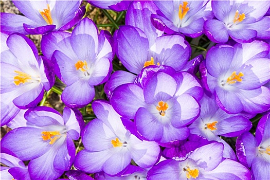 紫色,藏红花,花