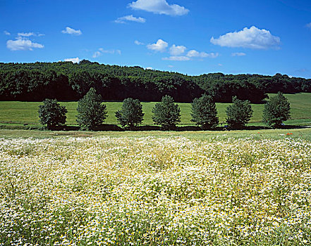 英格兰,汉普郡,靠近,风景,干草,草地,树林,夏天