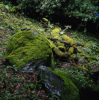 云南,香格里拉,虎跳峡,明永冰川,原始森林