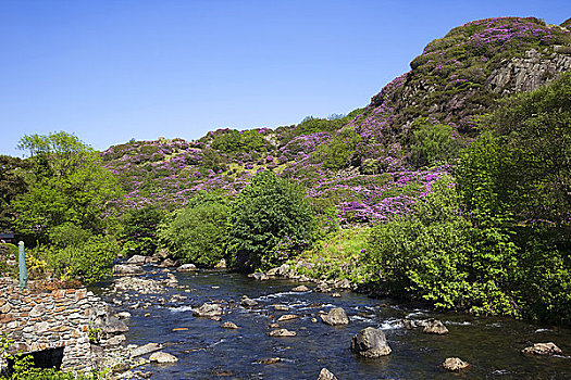 威尔士,格温内思郡,雪墩国家公园,杜鹃属植物,开花,山峦