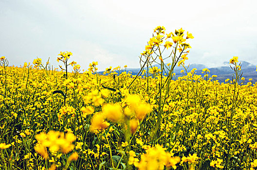 油菜花海