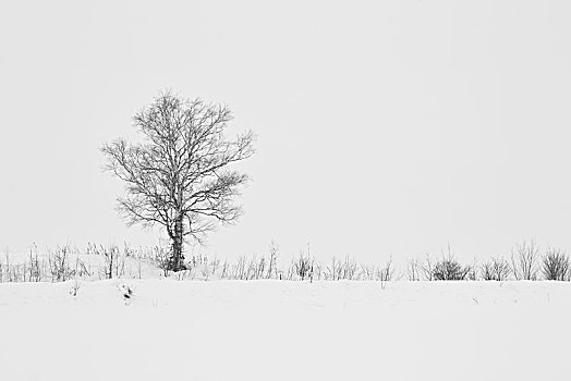 积雪,冬季风景,孤树,美瑛