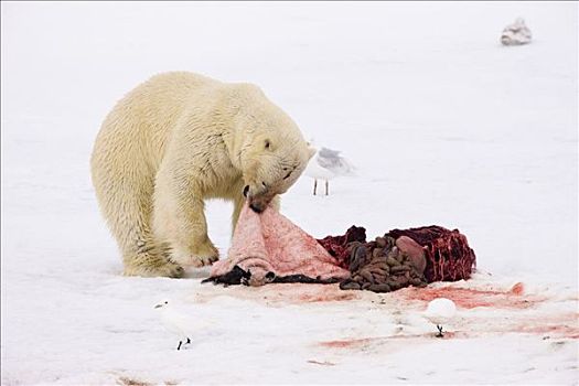 北极熊,吃,海豹,畜体