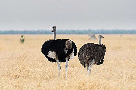 雄性,女性,鸵鸟,鸵鸟属,骆驼,萨维提,乔贝国家公园,博茨瓦纳,非洲