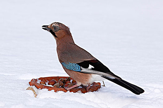 冬天,雪,鸟,觅食