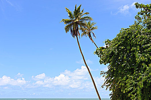 棕榈树,蓝天,巴西