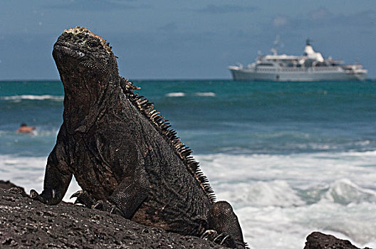 海鬣蜥,游船,背景,波多黎各,圣克鲁斯岛,加拉帕戈斯群岛,厄瓜多尔