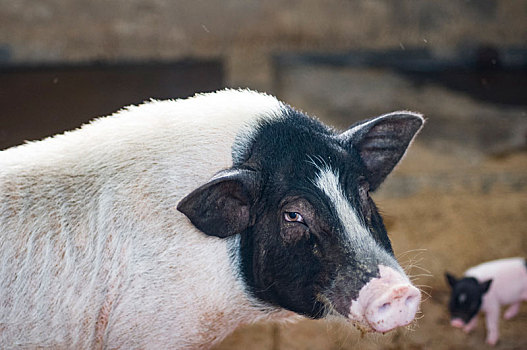 巴马特产巴马香猪的养殖之母子