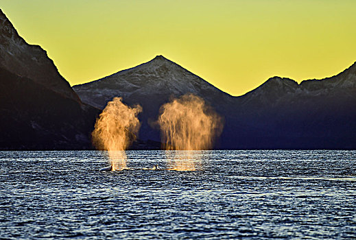 逆戟鲸,吹,日落,山,背影,挪威,欧洲