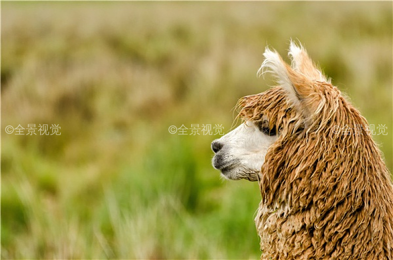 南美图片_南美高清图片_南美图片下载