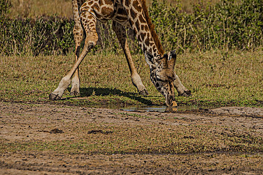 肯尼亚马赛马拉国家公园长颈鹿群