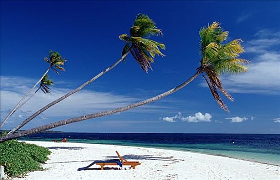 椰树,沙滩,瓦卡托比,胜地,苏拉威西岛,印度尼西亚,班达海,印度洋