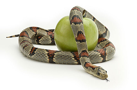 蛇,苹果,白色背景