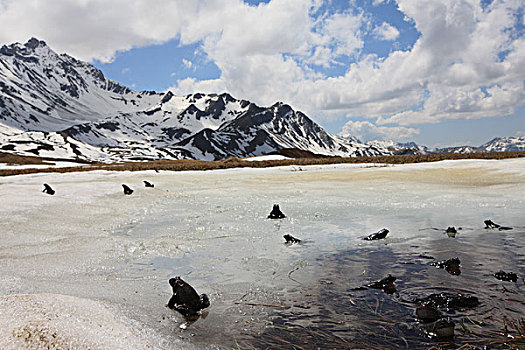 蛙,中国林蛙,遮盖,饲养,水塘,2000年,阿尔卑斯山,法国