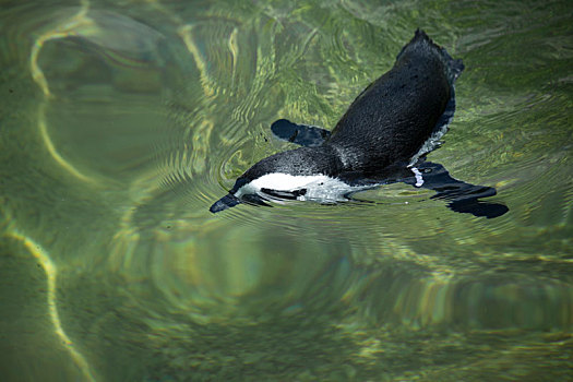 企鹅,游泳