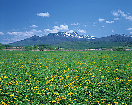 草原,蒲公英,山